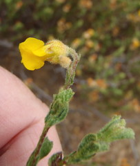 Hermannia stipulacea