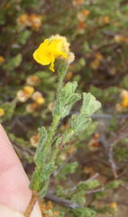 Hermannia stipulacea