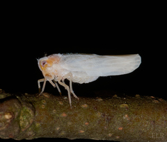 Neocenchrea heidemanni