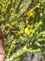 Aspalathus pinguis pinguis