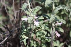 Stachys cuneata