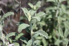 Stachys cuneata