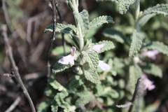 Stachys cuneata
