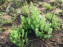 Phymaspermum athanasioides