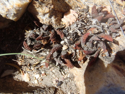 Haworthiopsis scabra