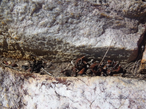 Haworthiopsis scabra