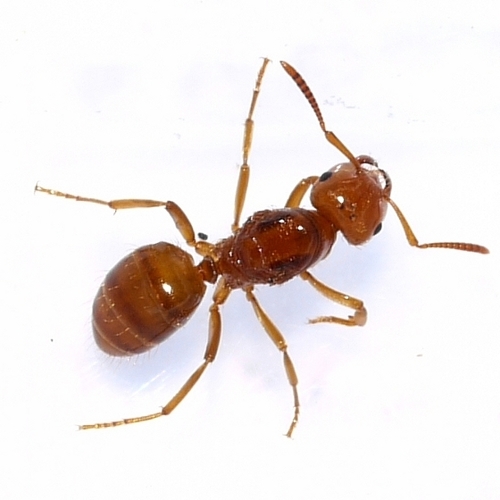 Larger Yellow Ant (Nearctic Lasius Queens) · BioDiversity4All