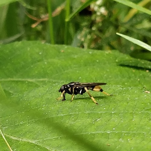 Golden-tailed Leafwalker, 6871 Renkum, Nederland, photo 7 of 10
