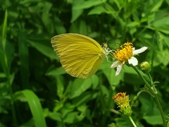 Pyrisitia dina westwoodi