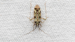 Phytocoris tiliae
