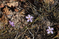 Oxalis depressa-pocockiae