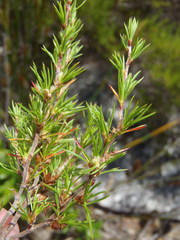 Cliffortia atrata