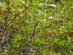 Cliffortia atrata