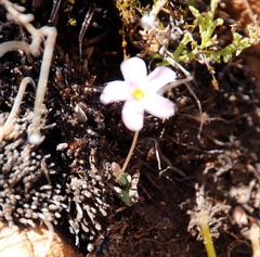 Oxalis depressa-pocockiae