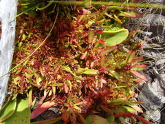 Protea witches broom phytoplasma