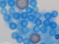 Plicariella flavovirens