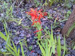 Chasmanthe aethiopica