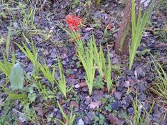 Chasmanthe aethiopica