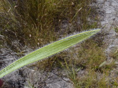 Corymbium villosum