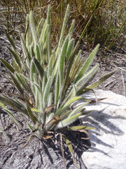 Corymbium villosum
