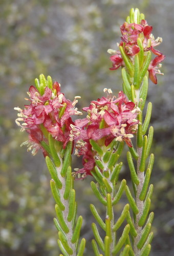 Passerina obtusifolia Thoday