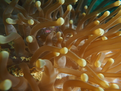 Ancylomenes sarasvati