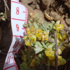 Hermannia minutiflora