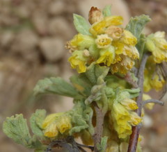 Hermannia minutiflora