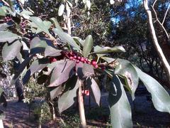 Ilex mitis mitis
