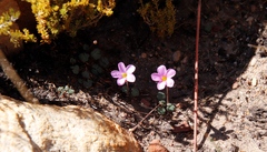 Oxalis depressa-pocockiae