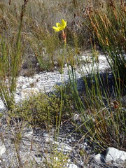 Bobartia longicyma longicyma
