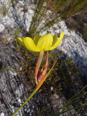 Bobartia longicyma longicyma