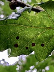 Neuroterus quercusbaccarum