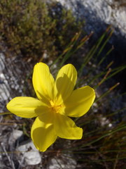 Bobartia longicyma longicyma