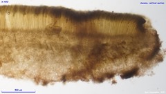 Plicariella flavovirens