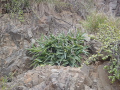 Ledebouria venteri