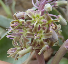 Ledebouria venteri