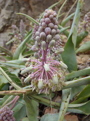 Ledebouria venteri