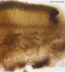 Plicariella flavovirens