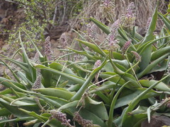 Ledebouria venteri