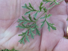 Pelargonium dolomiticum