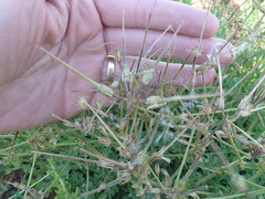 Pelargonium dolomiticum