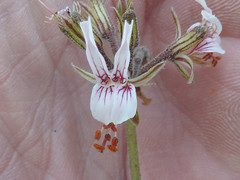 Pelargonium dolomiticum