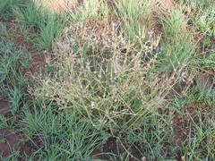 Pelargonium dolomiticum