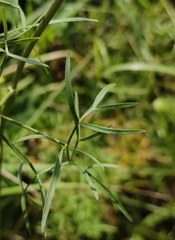 Cenolophium denudatum