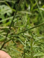 Cenolophium denudatum