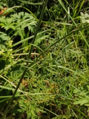 Cenolophium denudatum