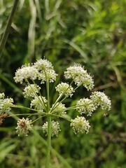 Cenolophium denudatum