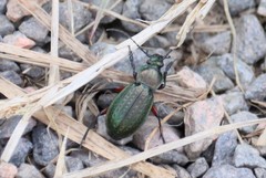Carabus monilis