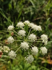 Cenolophium denudatum